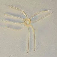 РЕЗИНКА УКЛАДЧИК PADDLE WHEEL OPTEVA (НОВАЯ)